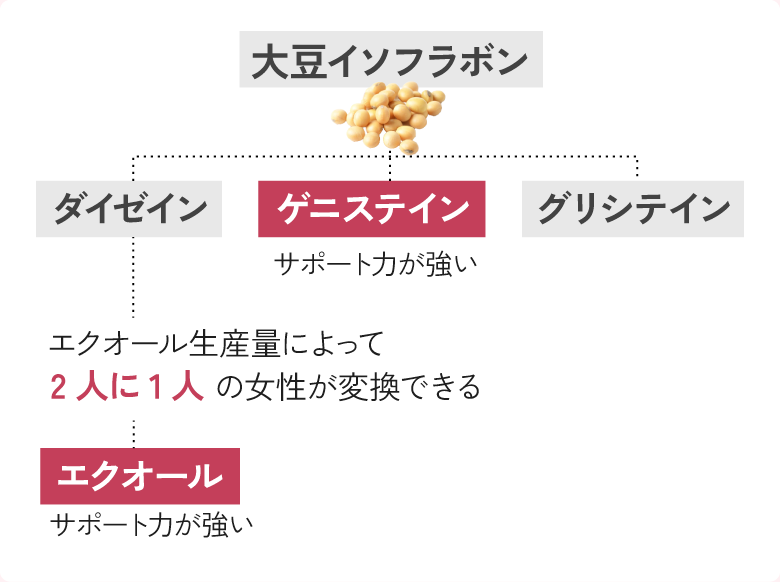 大豆イソフラボン(ダイゼイン・ゲニステイン・グリシテイン)エクオール生産量によって2人に1人の女性が変換できる エクオール