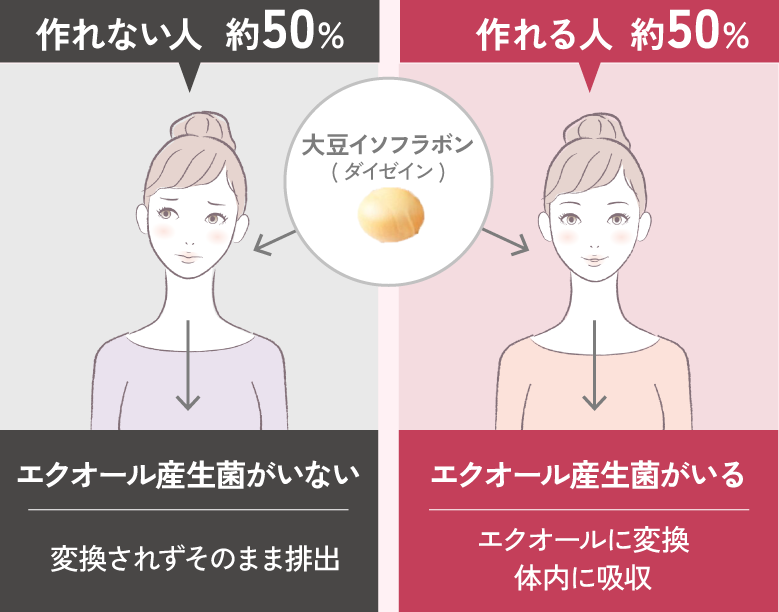 作れない人 約50%:エクオール産生菌がいない、変換されずそのまま排出/作れる人 約50%:エクオール産生菌がいる、エクオールに変換し体内に吸収