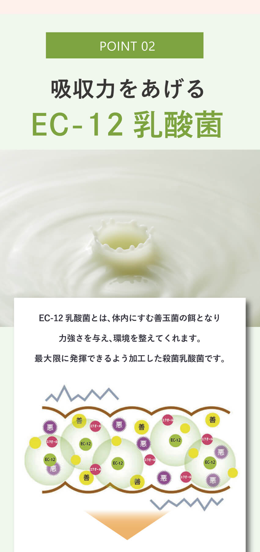 キレイ・デ・エクオールの吸収設計POINT。EC-12乳酸菌が善玉菌のエサとなり、腸内環境を整えてエクオールの吸収をサポートする仕組みを図解で紹介。