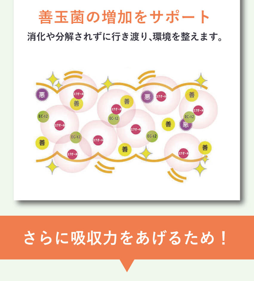 キレイ・デ・エクオールはEC-12乳酸菌の働きで善玉菌の増加をサポート。腸内環境を整え、吸収力を高める仕組みを図解でわかりやすく解説するビジュアル。