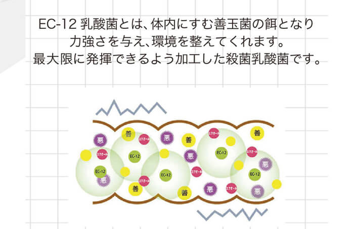 乳酸菌の増殖をサポート