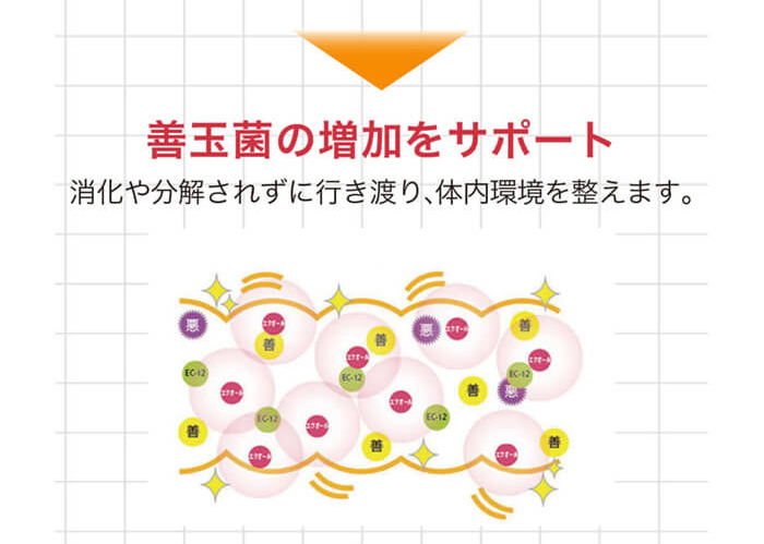 EC-12乳酸菌の特徴と効果