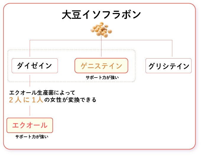 エクオールとゲニステインの違いのイメージ