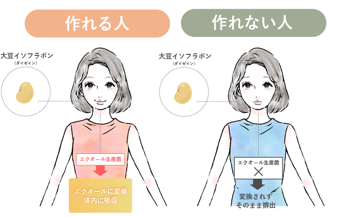 エクオール産生の違いの図解