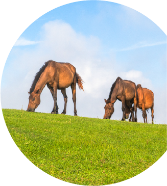 北海道の牧場で草を食べるサラブレッド馬